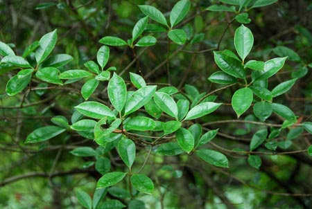 Photinia benthamiana